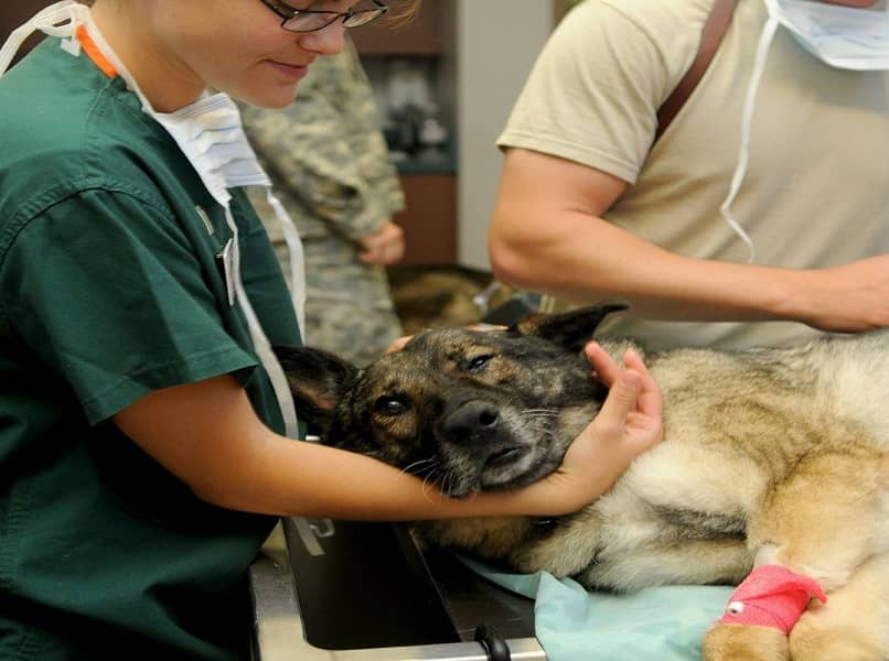 veterinario atendiendo a un perro