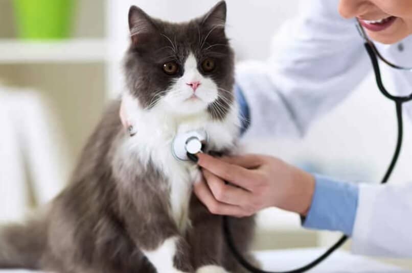 veterinario examinando a un gato