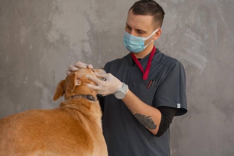perro siendo examinado por un veterinario