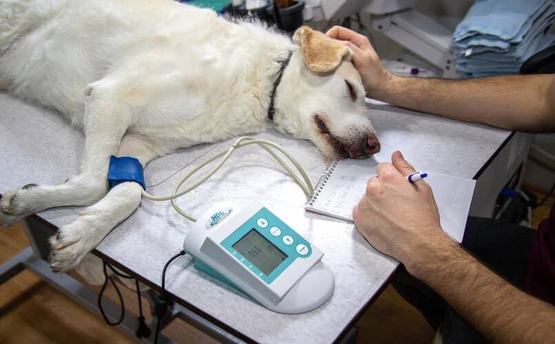perro enfermo en veterinario