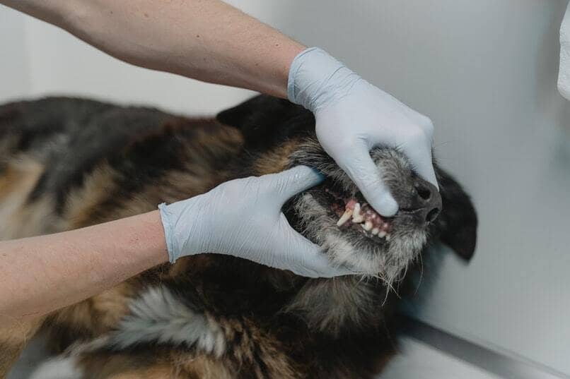 veterinario revisando la boca de un perro violento 