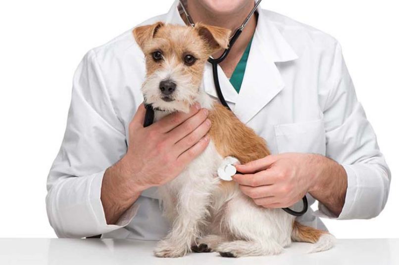 cuidados veterinarios en perros