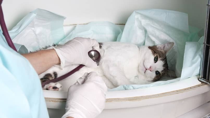 veterinario cuidado de gato enfermo
