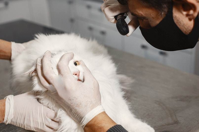 veterinario revisando gato blanco