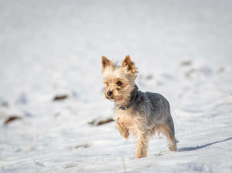 perro yorkshire nieve